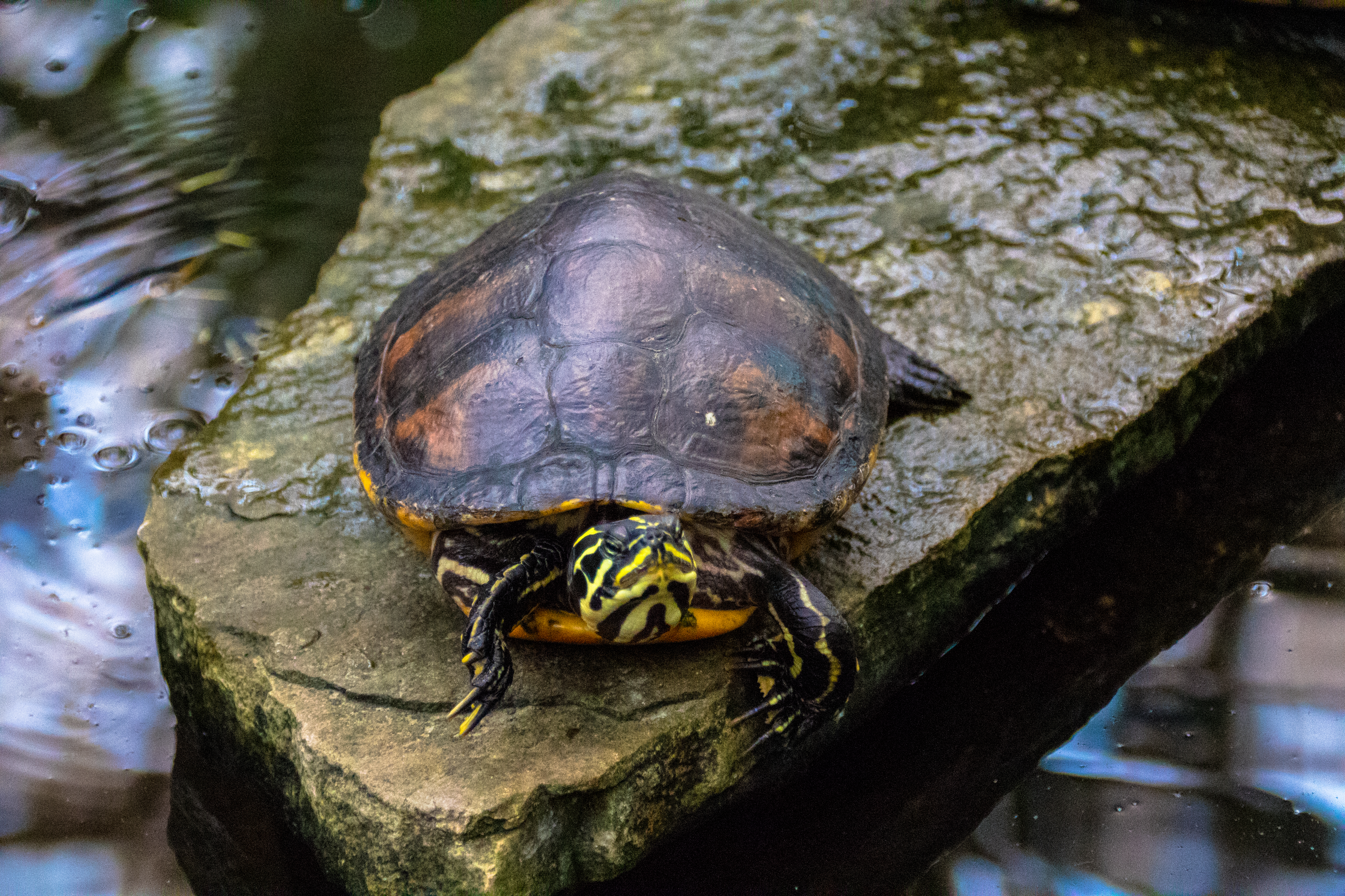 Tortue d'eau-01.jpg